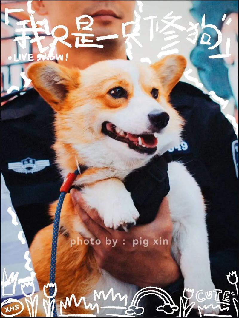 柯基警犬福仔训导员有几位警犬仔仔警犬福仔有多受欢迎 朗逸(239995)